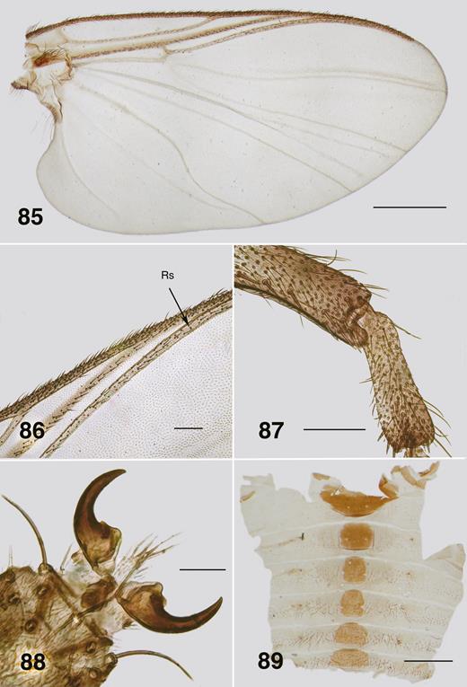 Ectemnoides acanthocranius female. (85) Wing. Scale bar = 0.5 mm. (86) Wing veins. Rs – radial sector vein. Scale bar = 0.1 mm. (87) Hind basitarsus and tarsomere II. Scale bar = 0.1 mm. (88) Tarsal claw. Scale bar = 0.02 mm. (89) Abdominal tergites. Scale bar = 0.5 mm.