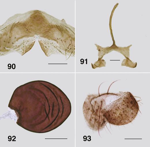 Ectemnoides acanthocranius female. (90) Hypopygial valves. Scale bar = 0.1 mm. (91) Genital fork. Scale bar = 0.05 mm. (92) Spermatheca. Scale bar = 0.05 mm. (93) Cercus and anal lobe. Scale bar = 0.05 mm.