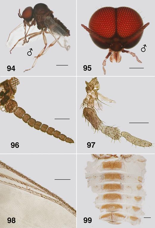 Ectemnoides acanthocranius male (94) Habitus. Alcohol. Scale bar = 0.5 mm. (95) Frontal view of head. Scale bar = 0.2 mm. (96) Antenna. Scale bar = 0.1 mm. (97) Maxilla, palp, lacinia, mandible. Scale bar = 0.1 mm. (98) Wing veins. Scale bar = 0.2 mm. (99) Abdominal tergites. Scale bar = 0.2 mm.