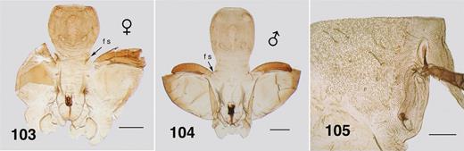 Ectemnoides acanthocranius pupa. (103) Female cephalic capsule. Arrow indicates facial seta (f s). Scale bar = 0.25 mm. (104) Male cephalic capsule. Arrow as for Fig. 103. Scale bar = 0.2 mm. (105) Thoracic cuticle and dorsocentral setae. Scale bar = 0.2 mm.