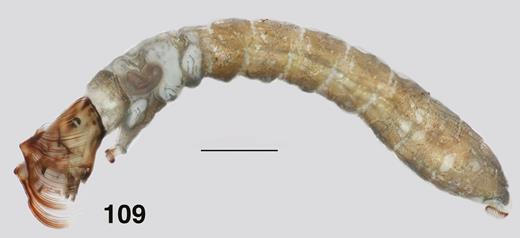 Ectemnoides acanthocranius habitus, last instar larva. Scale bar = 1.0 mm.