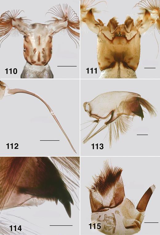 Ectemnoides acanthocranius last instar larva. (110) Dorsal view of head. Scale bar = 0.5 mm. (111) Ventral view of head. Scale bar = 0.2 mm. (112) Antenna. Scale bar = 0.1 mm. (113) Mandible. Scale bar = 0.1 mm. (114) Mandible apex. Scale bar = 0.05 mm. (115) Maxilla. Scale bar = 0.1 mm.