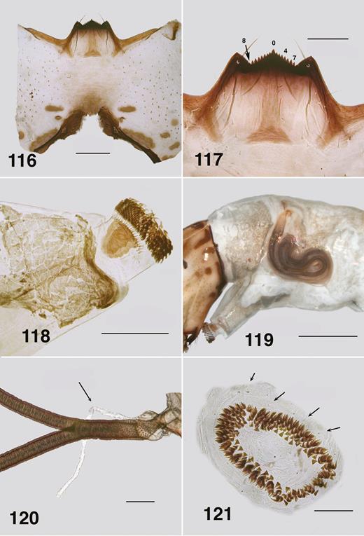 Ectemnoides acanthocranius last instar larva. (116) Postgenal cleft. Scale bar = 0.2 mm. (117) Hypostoma. Scale bar = 0.1 mm. (118) Anterior proleg. Scale bar = 0.2 mm. (119) Pharate pupal gill. Scale bar = 0.5 mm. (120) Pharate pupal gill base. Scale bar = 0.5 mm. Arrow indicates fenestral diverticulum. (121) Circlet of hooks. Arrows indicate campaniform sensilla. Scale bar = 0.1 mm.