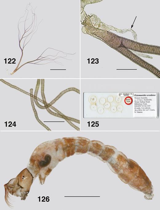 Ectemnoides uvulatus last instar larva. (122) Pharate pupal gill. Scale bar = 0.5 mm. (123) Pharate pupal gill base showing diverticulum (arrow). Scale bar = 0.1 mm. (124) Pupal gill filament structure. Scale bar = 0.05 mm. (125) Holotype slide mount. (126) Last instar larva. Habitus of holotype. Scale bar = 1.0 mm.