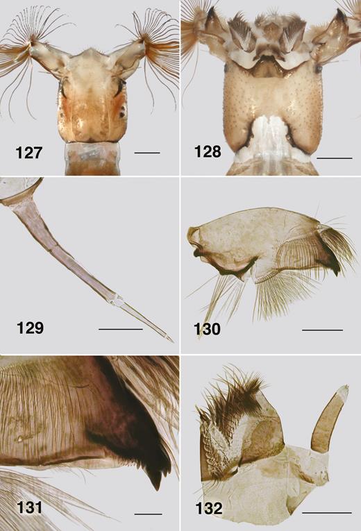 Ectemnoides uvulatus last instar larva. (127) Dorsal head. Scale bar = 0.2 mm. (128) Ventral head. Scale bar = 0.2 mm. (129) Antenna. Scale bar = 0.05 mm (130) Mandible. Scale bar = 0.1 mm. (131) Mandible apex. Scale bar = 0.02 mm. (132) Maxilla. Scale bar = 0.1 mm.