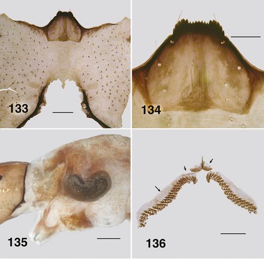 Ectemnoides uvulatus last instar larva. (133) Post genal cleft. Scale bar = 0.1 mm. (134) Hypostoma. Scale bar = 0.05mm (135) Pharate pupal gill. Scale bar = 0.2 mm. (136) Anal sclerite, circlet of hooks. Arrows indicate campaniform sensilla. Scale bar = 0.1 mm.
