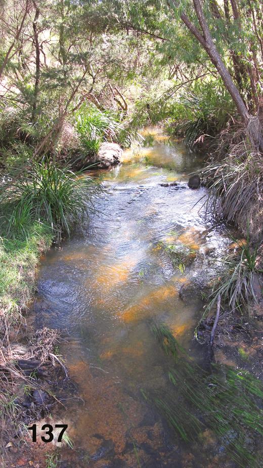 Bibbulmun Track Stream, Windy Harbour Road, WA. 26-X-2016. Ectemnoides uvulatus habitat. Image by D.C.C.