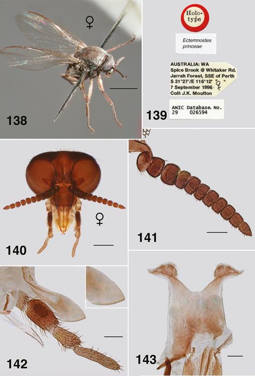 Ectemnoides princeae female. (138) Habitus of female holotype. Scale bar = 1.0 mm. (139) Holotype labels. (140) Frontal view of head. Scale bar = 0.25 mm. (141) Antenna. Scale bar = 0.1 mm. (142) Maxilla, palp, lacinia, mandible. Insert: mandible apex. Scale bar = 0.1 mm. (143) Cibarium. Scale bar = 0.05 mm.