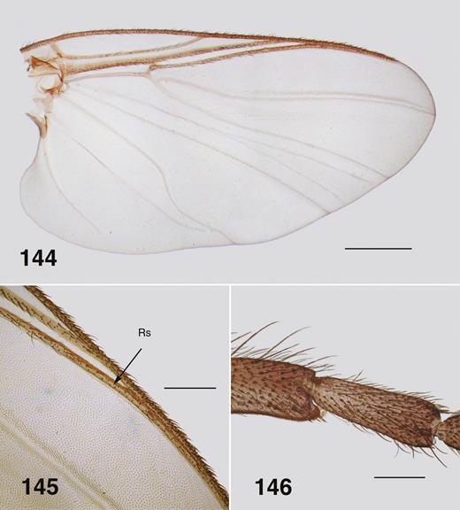 Ectemnoides princeae female. (144) Wing. Scale bar = 0.5 mm. (145) Wing veins. Rs – radial sector. Scale bar = 0.2 mm. (146) Hind basitarsus and tarsomere II. Scale bar = 0.1 mm.