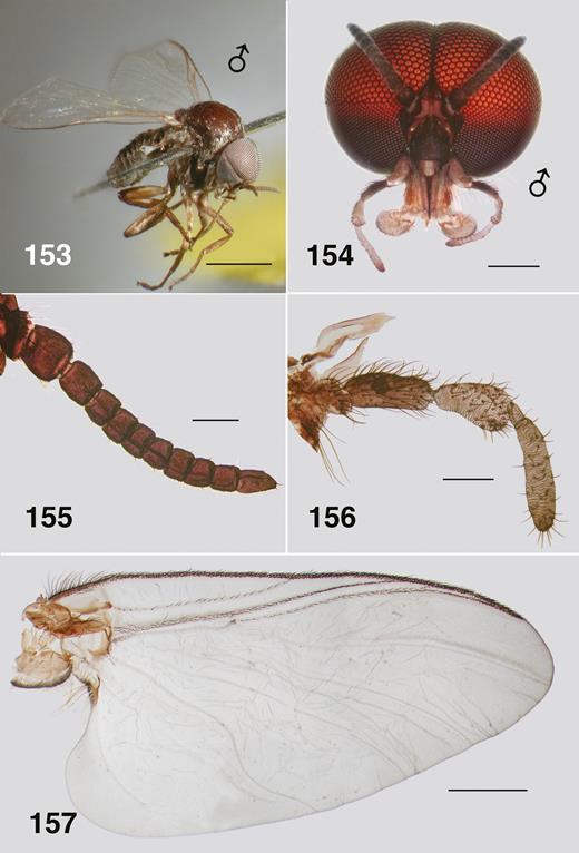 Ectemnoides princeae male. (153) Habitus of paratype. Scale bar = 1.0 mm. (154) Frontal view of head. Alcohol. Scale bar = 0.25 mm. (155) Antenna. Scale bar = 0.1 mm. (156) Maxillary palp, mandible, lacinia. Scale bar = 0.1 mm. (157) Wing (pharate). Scale bar = 0.5 mm.