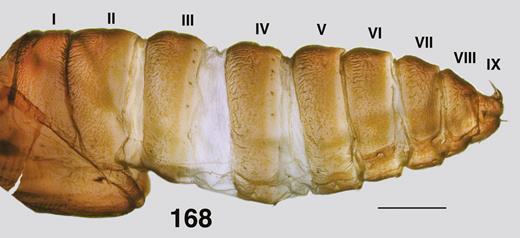 Ectemnoides princeae pupal abdomen showing armature. Scale bar = 0.5 mm.