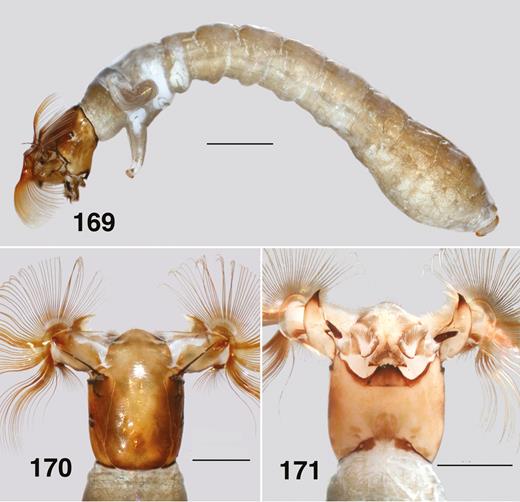 Ectemnoides princeae last instar larva. (169) Habitus. Scale bar = 1.0 mm. (170) Dorsal view of the head. Scale bar = 0.5 mm. (171) Ventral view of the head. Scale bar = 0.5 mm.