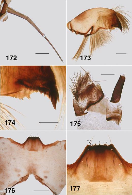 Ectemnoides princeae larva. (172) Antenna. Scale bar = 0.1 mm. (173) Mandible. Scale bar = 0.1 mm. (174) Mandible apex. Scale bar = 0.05 mm. (175) Maxilla. Scale bar = 0.1 mm. (176) Postgenal cleft. Scale bar = 0.2 mm. (177) Hypostoma. Scale bar = 0.05 mm.
