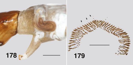 Ectemnoides princeae larva. (178) Pharate pupal gill. Scale bar = 0.5 mm. (179) Circlet of hooks. Note absence of anal sclerite. Arrows indicate campaniform sensilla. Scale bar = 0.2 mm.