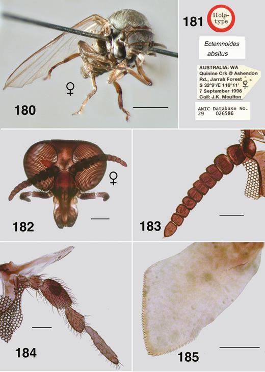 Ectemnoides absitus female. (180.) Holotype. Habitus. Scale bar = 1.0 mm. (181) Holotype labels. (182) Frontal view of head. Cleared. Scale bar = 0.1 mm. (183) Antenna. Scale bar = 0.1 mm. (184) Maxillary palp, lacinia. Scale bar = 0.1 mm. (185) Mandible apex. Scale bar = 0.05 mm.