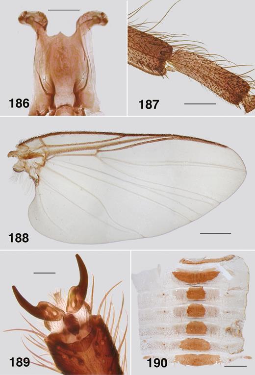 Ectemnoides absitus female. (186) Cibarium. Scale bar = 0.1 mm. (187) Hind basitarsus and tarsomere II. Scale bar = 0.1 mm. (188) Wing. Scale bar = 0.5 mm. (189) Tarsal claws. Scale bar = 0.02 mm. (190) Abdominal tergites. Scale bar = 0.5 mm.