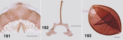 Ectemnoides absitus female. (191) Hypogynial valves. Scale bar = 0.1 mm. (192) Genital fork. Scale bar = 0.1 mm. (193) Spermatheca. Scale bar = 0.02 mm.