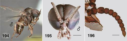 Ectemnoides absitus male. (194) Habitus, paratype. Pinned. Scale bar = 0.02 mm. (195) Head, frontal view. In ethanol. Scale bar = 0.25 mm. (196) Antenna. Scale bar = 0.1 mm.