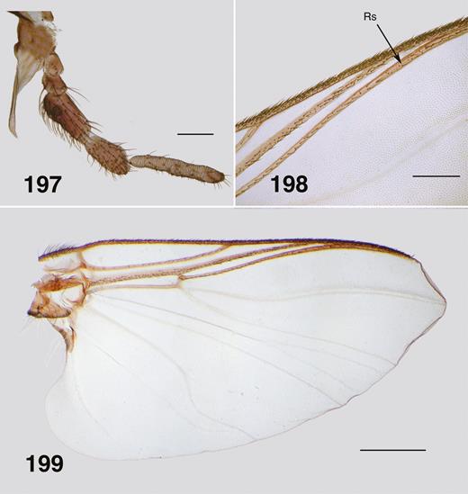 Ectemnoides absitus male. (197) Maxillary palp. Scale bar = 0.1 mm. (198) Wing veins. Rs – radial sector vein. Scale bar = 0.2 mm. (199) Wing. Scale bar = 0.5 mm.