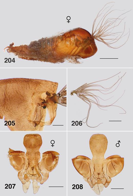 Ectemnoides absitus pupa. (204) Habitus, female. Scale bar = 1.0 mm. (205) Thoracic cuticle. Scale bar = 0.2 mm. (206) Gill. Scale bar = 0.5 mm. (207) Female cephalic capsule. Scale bar = 0.5 mm. (208) Male cephalic capsule. Scale bar = 0.5 mm.
