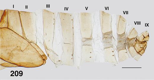 Ectemnoides absitus pupal abdomen showing armature. Scale bar = 0.5 mm.