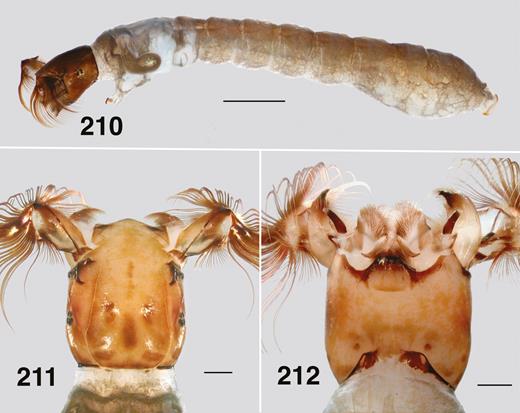 Ectemnoides absitus last instar larva. (210) Habitus. Scale bar =1.0 mm. (211) Dorsal view of the head. (Hotham). Scale bar = 0.5 mm. (212) Ventral view of the head. (Hotham). Scale bar = 0.2 mm.