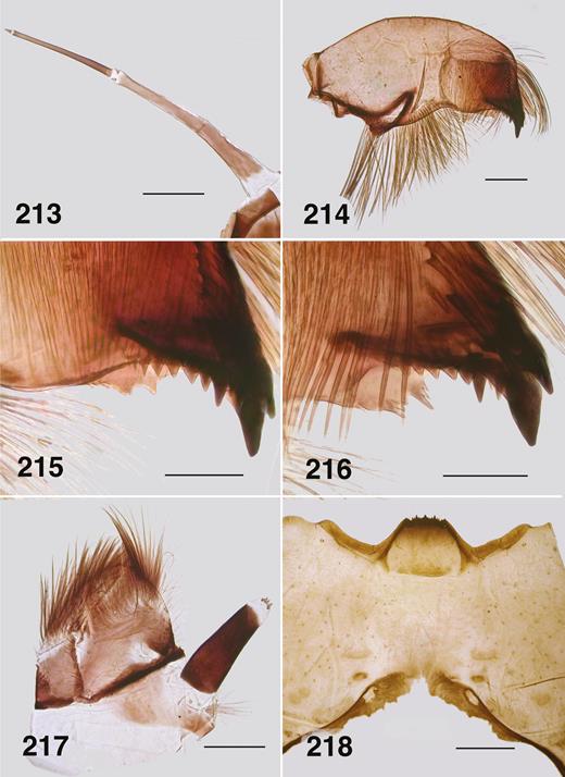 Ectemnoides absitus last instar larvae. (21) Antenna. Scale bar = 0.1 mm. (214) Mandible. Scale bar = 0.1 mm. (215) Mandible apex. (Quinine). Scale bar = 0.05 mm. (216) Mandible apex. (Hotham). Scale bar = 0.05 mm. (217) Maxilla. (Hotham). Scale bar = 0.1 mm. (218) Postgenal cleft. (Quinine). Scale bar = 0.2 mm.