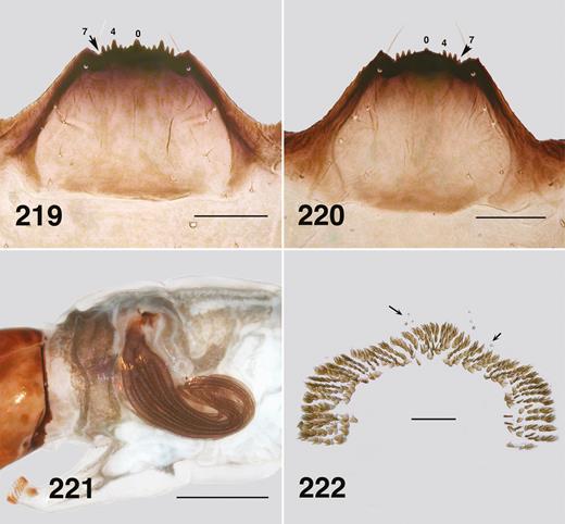 Ectemnoides absitus last instar larvae. (219) Hypostoma. (Quinine). Scale bar = 0.1 mm. (220) Hypostoma. (Hotham). Scale bar = 0.1 mm. (221) Pharate pupal gill. Scale bar = 0.5 mm. (222) Posterior circlet of hooks. Arrows indicate campaniform sensilla. Scale bar = 0.1 mm.