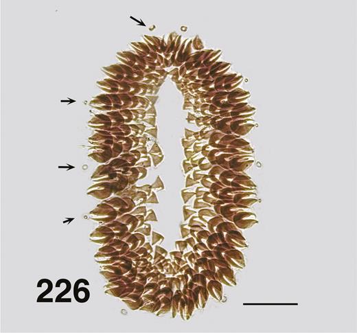 Ectemnoides sp. A, last instar larva, circlet of hooks. Note absence of anal sclerite. Arrows indicate campaniform sensilla. Scale bar = 0.05 mm.