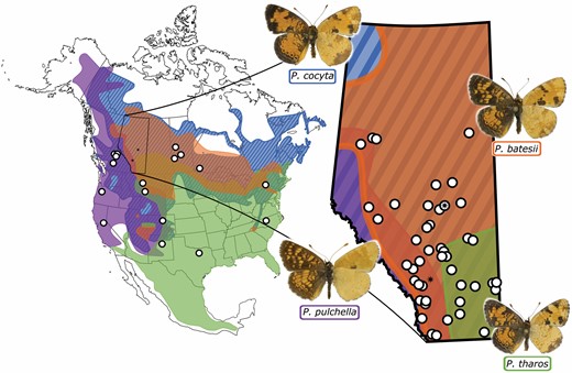 Range map for the Phyciodes tharos group of butterflies. Distributions shown are based on Layberry et al. (1998), Wahlberg et al. (2003a), Brock and Kaufman (2006), iNaturalist (2020) (research grade data only), and Lotts and Naberhaus (2020). White dots show sampling locations (details in Supplementary Table S1). Map on right shows expansion of Alberta, the region with the most intensive sampling, with black stars for locations of major cities: Edmonton and Calgary. Butterfly images are courtesy of Norbert Kondla.
