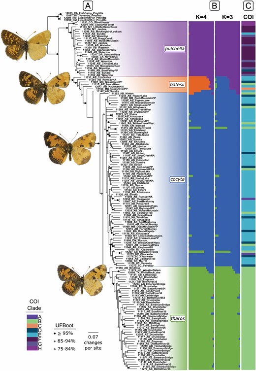 (A) Maximum likelihood consensus tree of 2443 SNPs for 156 individuals. Branches with < 50% UFBoot support are collapsed and support of > 75% is indicated on branches. (B) STRUCTURE analyses of 1,477 SNPs with individuals aligned to SNP tree. (C) Membership in haplotype groups (Wahlberg et al. 2003a) from ML analysis of 633 bp of COI (Supplementary Fig. S2), with individuals aligned to SNP tree. Butterflies images are courtesy of Norbert Kondla.