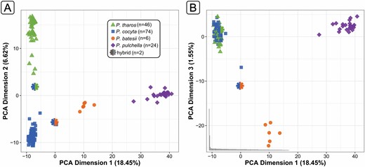 Principal component analysis of 1,477 SNPs for 152 individuals. (A) The first two dimensions show P. pulchella as the most genetically distinct, with P. batesii intermediate between P. cocyta and P. pulchella. Two potential F1 hybrid individuals each appear between their likely parental species. (B) The third dimension shows P. batesii as genetically distinct from the other 3 species.