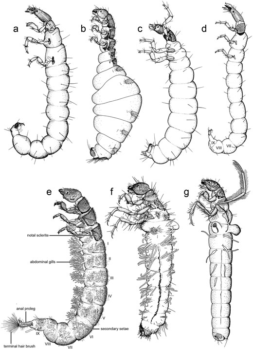 Insect Systematics Trichoptera systematics: past, present, and future—making the case for ...