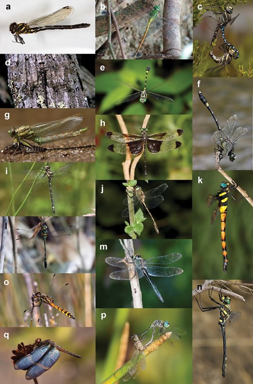 Insect Systematics Odonata systematics: past, present, and future: a review of the ...