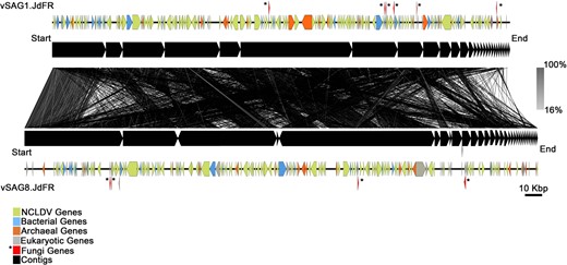 The vSAG1.JdFR (28 scaffolds) and vSAG8.JdFR (33 scaffolds). Black tick marks denote the breaks between the concatenated (using 10 Ns) scaffolds. The lines between the vSAG1.JdFR and vSAG8.JdFR genomes represent the nucleotide level alignment based on tBlastx analysis (alignment ranging from 16 to 100%). The predicted genes were assigned taxonomic affiliation based on Blastp analysis. Genes affiliated to bacteria (blue), archaea (orange), NCLDV (green), eukaryotes (gray), fungal (red), and scaffolds (black) for vSAG1.JdFR and vSAG8.JdFR on the genome.