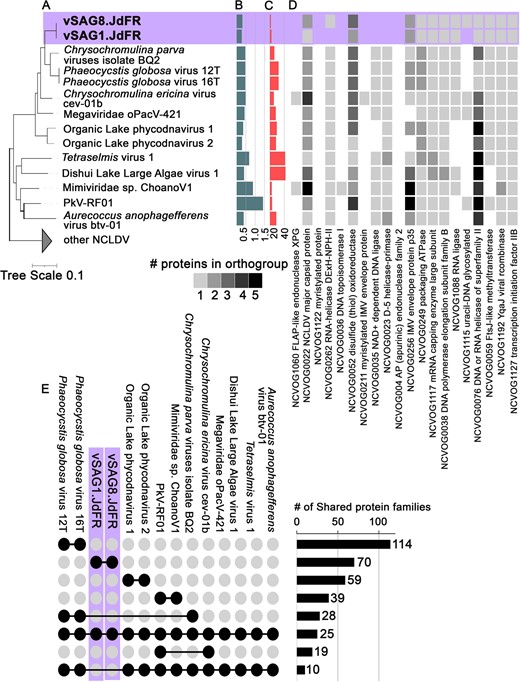 A Phylogenetic position (maximum likelihood tree) of Juan de Fuca Ridge viral single-amplified genomes (vSAG1.JdFR and vSAG8.JdFR) based on a concatenated alignment of five core nucleocytoplasmic virus orthologous genes (NCVOGs) (1. DNA polymerase elongation subunit family B (NCVOG0038); 2. D5-like helicase-primase (NCVOG0023); 3. packaging ATPase (NCVOG0249); 4. Poxvirus Late Transcription Factor VLTF3-like (NCVOG0262), 5. DNA or RNA helicases of superfamily II (NCVOG0076)). The scale bar represents substitutions per site; (B) genome assembly sizes (Mbp); (C) number of NCVOGs identified in each genome; (D) heatmap of protein copy number of genes mapped to the twenty ancestral NCVOGs. Presence/absence and protein copy number patterns of these genes compared to closest related viruses in the phylogenetic tree are indicative of genome completeness; (E) number of protein families shared between selected members of the mesomimiviruses. Each set of compared genomes is displayed as solid circles connected by horizontal solid lines; the number of shared protein families and total number of distinct protein families in each lineage are shown as bars.