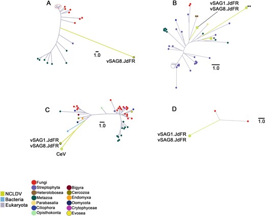 Phylogenetic analysis (unrooted trees) of vSAG genes (NCLDVs are green branches). A vSAG8.JdFR gene_262, iron-sulfur clusters transporter atm1, mitochondrial enzyme; (B) vSAG1.JdFR gene_123 and vSAG8.JdFR gene_198, peroxisome_bioproteinsis_factor_10, variant 2. *Marseillevirus LCMAC201 from deep sea sediments. **Hypothetical protein of Megaviridae environmental sample from marine metagenome; (C) vSAG1.JdFR gene_173 and vSAG8.JdFR gene_40, ubiquitin-conjugating enzyme E2-24 kDa-like isoform X2. CeV - Chrysochromulina ericina virus, CeV-01b (YP_009173309.1); (D) vSAG1.JdFR gene_195 and vSAG8.JdFR gene_62, regulatory protein MIG1.