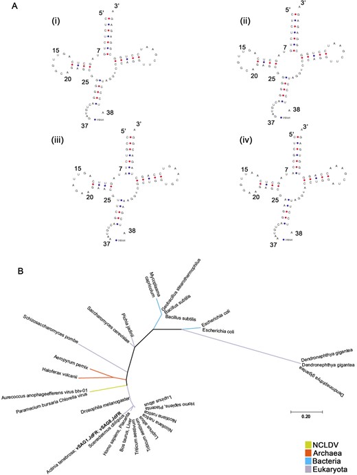 A Predicted tyrosine tRNA (tRNATyr) gene structure with intron at the canonical position between nucleotides 37 and 38 of the precursor tRNA i. vSAG1.JdFR; ii. vSAG8.JdFR; iii. Aureococcus anophagefferens virus (AaV); iv. Paramecium bursaria Chlorella virus (PBCV). B Phylogenetic position (maximum likelihood tree) of vSAGs based on tRNATyr gene.