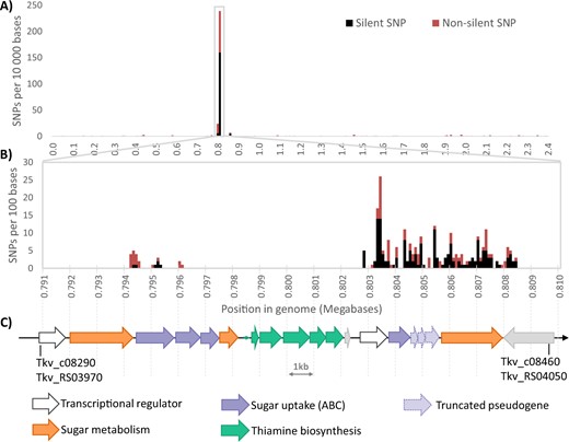Frequency of SNPs in the genome of the CO-strain vs. the wild type: A per 10,000 bases in the entire genome, B per 100 bases in the region containing the majority of SNPs, black are silent SNPs that do not lead to a change in amino acid sequence, red are non-silent mutations. C Genes present in this region of the genome and their probable function.
