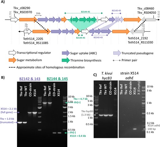 A Alignment of the T. kivui and Thermoanaerobacter sp. strain X514 genomes reveals high synteny and sequence homology in the region with the majority of SNPs. B Agarose gel electrophoretic separation of PCR products of the ABC-sugar import transporter subunits (purple) and of the thiamine biosynthesis operon (green), obtained by using primer combinations BZ142 and BZ143, or BZ144 and BZ145, respectively. C PCR amplification of the hycB3 gene specific to T. kivui, and adhE gene specific to strain X514. Genomic DNA purified from: Tkv Ref = T. kivui DSM2030; Tkv-WT = T. kivui “wild type” (∆pyrE) used in this study; CO-strain = T. kivui adapted to CO (∆pyrE); X514 = Thermoanaerobacter sp. strain X514. Marker is NEB 1 kb Ladder, or NEB 1 kb PLUS Ladder (for adhE gel).