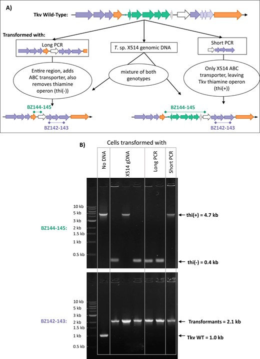 A The transformation scheme displaying original genomic DNA region, the PCR products used, and resulting transformants. B PCR screening transformed colonies picked off of selective (trehalose containing) agar plates. The upper gel screens for the presence (4.7 kb) or absence (0.4 kb) of the native T. kivui thiamine operon with primers BZ144 and BZ145, while the lower gel screens for presence of the full length X514 trehalose genes (2.1 kb) or truncated T. kivui genes (1.0 kb) with primers BZ142 and BZ143. Marker is NEB 1 kb Ladder.