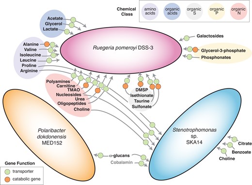 Circles specify genes which enable transport (green) or catabolism (orange). Shaded ovals identify chemical classes of metabolites. Cobalamin (vitamin B12) was added to the growth medium (light gray font).