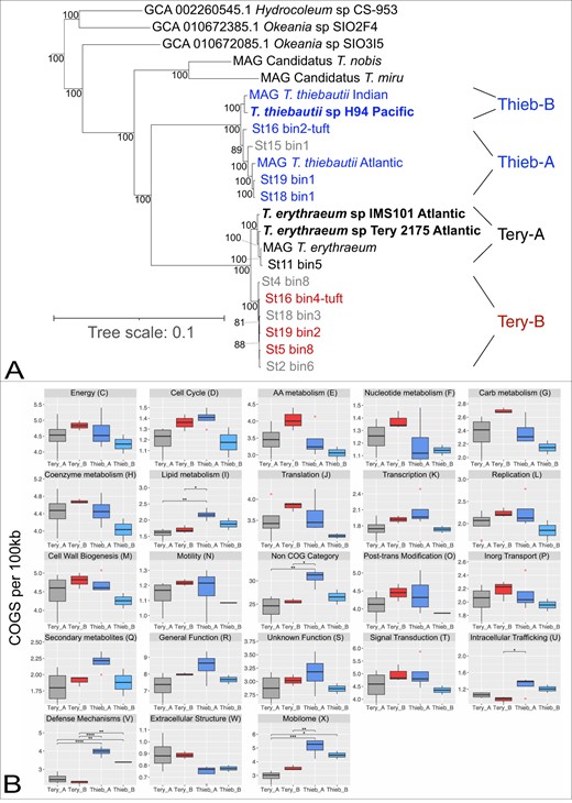 In (A), TriColim bins are named by station, USCTCC strains are in bold, and names beginning in “MAG” are from (4). Trichodesmium MAGs >80% complete are color coded by clade (i.e.), T. thiebautii (Blue), T. erythraeum A (Black), T. erythraeum B (Red), while MAGs < 80% are shown in gray. Other Trichodesmium MAGs in Supplementary Table 1 were excluded from the tree due to low completion values. B shows the normalized and summed quantity of COG categories for each MAG per clade. Significantly different categories determined by ANOVA of the mean are denoted above the bracket (p < 0.05 = *, <0.01 = **, <0.001 = ***, <0.0001 = ****).