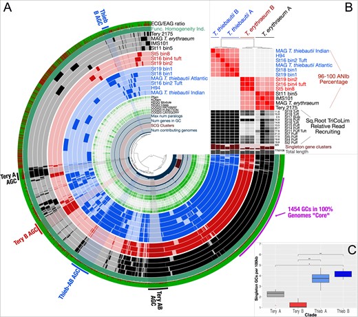 A shows blast-defined conserved gene clusters (GCs) in a MAG as filled colored rings (blue for all T. thiebautii, red for T. erythraeum B, and black for T. erythraeum A). Lighter fill colors indicate that those GCs are missing from that MAG. Singleton GCs (i.e., appearing in only one MAG) are mostly shown between 9 and 11 o’clock in the diagram. The innermost rings of the diagram indicate number of contributing genomes to a GC, single copy genes (SCG), number of genes in a GC, and max number of paralogs. Continuing outwards, if the GC has annotation it is marked in green, while if it does not it is white. The outermost two rings show whether a GC is environmentally core (green) or auxiliary (red; i.e., the redder the color, the less commonly the GC was observed in TriCoLim reads) and GC homogeneity (i.e., high homogeneity = all green fill). Clear groupings of clade specific auxiliary gene clusters (AGC) are labeled on the edge of the diagram. B shows BLAST ANI clustering at the top and the ANI heat map in red from 96 to 100. The black heat map shows square root normalized read recruiting to each MAG from TriCoLim (Blacker bars = higher relative read recruiting). C shows statistical analysis of singleton GCs per clade with ANOVA statistical support shown above the brackets (p < 0.05 = *, 0.01 = **).