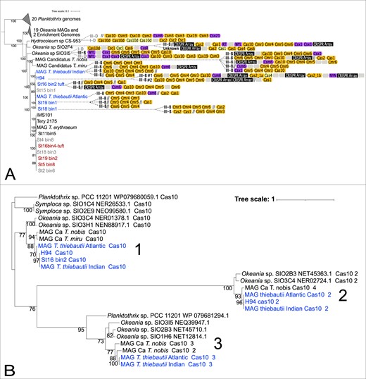 Presence or absence of CRISPR-Cas genes in a Trichodesmium MAGs and their nearest relatives phylogenomic context (A) and a maximum likelihood tree of their Cas10 protein sequences (B). In (A), the color-coded, directional shapes on the right represent detected Cas genes (yellow), CRISPR arrays (black), Cas accessory genes (purple) and hypothetical genes (gray) that were annotated by as described in the Materials and Methods. Lighter color indicates lower confidence in the annotation. Double-slashes are contig break positions near the annotated CRISPR-Cas systems, indicating that some clusters are fragmented due to breaks in the assemblies. Gene lengths are not drawn to scale. In (B), the color coding corresponds to T. thiebautii (Blue) and other relatives (Black). Cas10 protein sequences are in Supplementary Table 12.