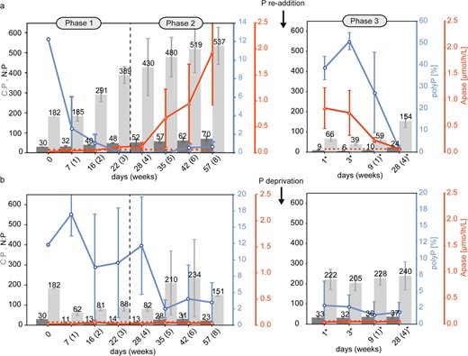 Numbers marked by a star symbol in Phase 3 indicate days after (a) P re-addition in the low P experiment or (b) P-deprivation in the high P control experiment at day 57. The red dashed line indicates the threshold of elevated APase activity. Error bars display the standard deviation of triplicates.