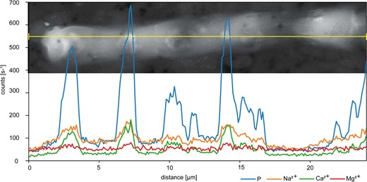 Polyphosphate (polyP) granules are characterized by high P peaks, associated with peaks in Na2+, Ca2+ and Mg2+.