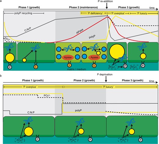 a At low P availability, initially contained polyphosphate (polyP) was recycled simultaneously with phosphate uptake to sustain growth at constant C:N:P ratios. Further proliferation at the onset of P stress in Phase 1 was sustained by mobilization of cellular P, e.g. phospholipids, which led to rapidly increasing C:N:P ratios. Severe P stress in Phase 2, indicated by increasing APase activity, prevented proliferation and photosynthesis, indicated by a loss of green chlorophyll pigments. PolyP accumulation by deficiency response occurs with severely increasing P stress, whereby globular DNA accumulation indicates the allocation of P contained in DNA into polyP. P re-addition to the P-stressed cells in Phase 3 triggered overplus uptake and narrow C:N:P ratios, transitioning to luxury uptake at higher C:N:P ratios following polyP recycling. b At high P availability, polyP in Phase 1 was accumulated by overplus uptake at narrow C:N:P ratios, transitioning to luxury uptake at higher C:N:P ratios during polyP recycling in Phase 2. P-deprivation in Phase 3 did not affect the cells, which we attributed to a sufficient amount of phosphate in the residual medium or within the biofilm matrix. Arrows indicate phosphorus transformation processes, whereby arrows pointing towards DNA represent cell growth. Yellow granules = polyP, blue granules = globular DNA spheres, P = phospholipids, S = substitute lipids.