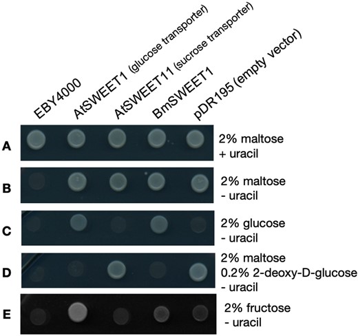 A Untransformed yeast strain EBY4000 and strains transformed with the expression plasmid pDR195 harbouring the Arabidopsis glucose transporter AtSWEET1, the Arabidopsis sucrose transporter AtSWEET11, or the B. minutum putative transporter BmSWEET1, or empty vector all grow on maltose (Mal) plates supplemented with uracil (Ura). B If uracil is omitted from maltose plates, the untransformed mutants (EBY4000) fail to grow as they are auxotrophic for uracil. C If maltose is replaced by glucose (Glc) only yeast expressing a glucose importer can survive, namely AtSWEET1 transformants and BmSWEET1 transformants. D Conversely, if maltose substrate is supplemented with a toxic glucose analogue (2-dexoy-D-glucose), any hexose import-competent strains (i.e. AtSWEET1 transformants and BmSWEET1 transformants) will die, while hexose import incompetent strains (AtSWEET11 and pDR195 empty vector) can grow using maltose and are not poisoned by 2-dexoy-D-glucose. E When fructose (Fru) is supplied as the carbon source, AtSWEET1 transformants (which can import fructose) grow, as do BmSWEET1 transformants to a lesser degree. Images of the entire dilution series plates are shown in Fig S1.