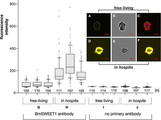 A-CBreviolum minutum cells cultured in vitro. D–F Cells of the same strain freshly isolated from host anemones. Both sets of cells were immunostained for BmSWEET1 protein and imaged in parallel to compare labelling intensities. ABmSWEET1 labelling in free-living cells showing relatively weak BmSWEET1 labelling is depicted in yellow. B Bright field illumination. C Merge of all. DB. minutum cell symbiotic in a host anemone showing intense BmSWEET1 labelling. E Bright field illumination. F Merge of all. G–J Immunostaining of the two populations (free-living versus in hospite) was performed three times, and labelling intensity was measured for >100 cells (n) and depicted as box/whisker plots. G Fluorescence intensity in the free-living cells. H Fluorescence intensity of the in hospite cells. I, J Background fluorescence intensity was quantified in equivalent numbers of cells prepared similarly but without the primary antiserum and is marginally less than was measured for free-living cells labelled with the primary antibody (compare G).